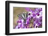 Zebra Swallowtail on Cineraria, Holmes Co. Ms-Richard ans Susan Day-Framed Photographic Print