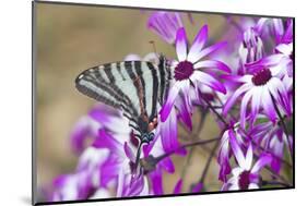 Zebra Swallowtail on Cineraria, Holmes Co. Ms-Richard ans Susan Day-Mounted Photographic Print