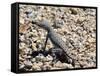 Zebra-Tailed Lizard. Saguaro National Park, Arizona, USA-Philippe Clement-Framed Stretched Canvas