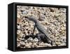 Zebra-Tailed Lizard. Saguaro National Park, Arizona, USA-Philippe Clement-Framed Stretched Canvas