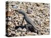 Zebra-Tailed Lizard. Saguaro National Park, Arizona, USA-Philippe Clement-Stretched Canvas