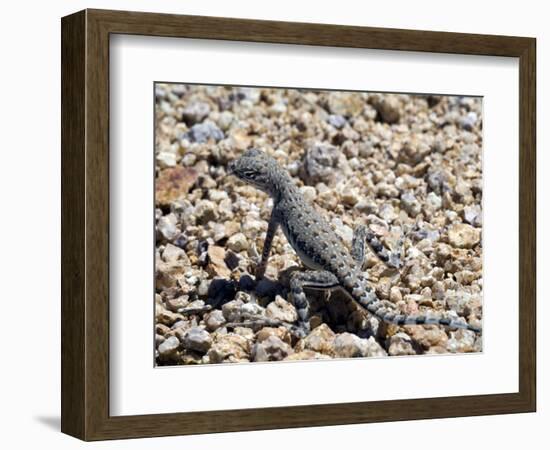 Zebra-Tailed Lizard. Saguaro National Park, Arizona, USA-Philippe Clement-Framed Photographic Print