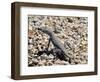 Zebra-Tailed Lizard. Saguaro National Park, Arizona, USA-Philippe Clement-Framed Photographic Print