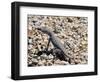 Zebra-Tailed Lizard. Saguaro National Park, Arizona, USA-Philippe Clement-Framed Photographic Print