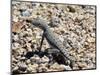 Zebra-Tailed Lizard. Saguaro National Park, Arizona, USA-Philippe Clement-Mounted Photographic Print