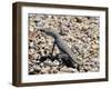 Zebra-Tailed Lizard. Saguaro National Park, Arizona, USA-Philippe Clement-Framed Photographic Print