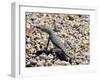 Zebra-Tailed Lizard. Saguaro National Park, Arizona, USA-Philippe Clement-Framed Photographic Print