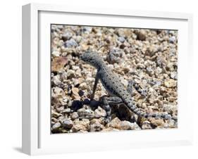 Zebra-Tailed Lizard. Saguaro National Park, Arizona, USA-Philippe Clement-Framed Photographic Print