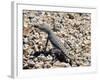 Zebra-Tailed Lizard. Saguaro National Park, Arizona, USA-Philippe Clement-Framed Photographic Print