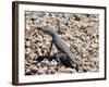 Zebra-Tailed Lizard. Saguaro National Park, Arizona, USA-Philippe Clement-Framed Photographic Print