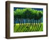 Zebra Trees, 2005-Gigi Sudbury-Framed Giclee Print