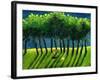 Zebra Trees, 2005-Gigi Sudbury-Framed Giclee Print