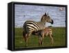 Zebra - under Mother's Care-rainman03-Framed Stretched Canvas