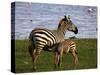 Zebra - under Mother's Care-rainman03-Stretched Canvas