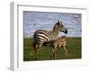 Zebra - under Mother's Care-rainman03-Framed Photographic Print