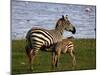 Zebra - under Mother's Care-rainman03-Mounted Photographic Print