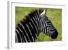 Zebra Up Close-Lantern Press-Framed Art Print