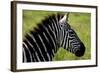 Zebra Up Close-Lantern Press-Framed Art Print