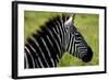 Zebra Up Close-Lantern Press-Framed Art Print