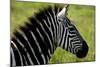 Zebra Up Close-Lantern Press-Mounted Art Print