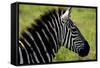 Zebra Up Close-Lantern Press-Framed Stretched Canvas