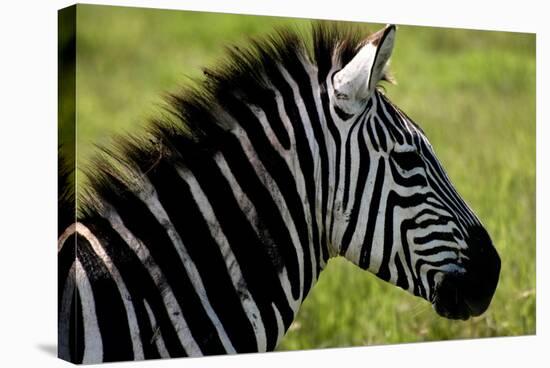 Zebra Up Close-Lantern Press-Stretched Canvas