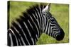 Zebra Up Close-Lantern Press-Stretched Canvas