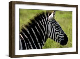 Zebra Up Close-Lantern Press-Framed Art Print