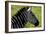 Zebra Up Close-Lantern Press-Framed Art Print