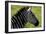 Zebra Up Close-Lantern Press-Framed Art Print