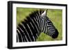 Zebra Up Close-Lantern Press-Framed Art Print