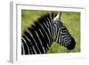 Zebra Up Close-Lantern Press-Framed Art Print