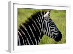 Zebra Up Close-Lantern Press-Framed Art Print