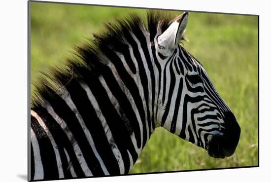 Zebra Up Close-Lantern Press-Mounted Art Print