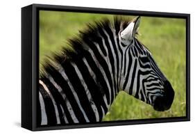 Zebra Up Close-Lantern Press-Framed Stretched Canvas