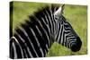 Zebra Up Close-Lantern Press-Stretched Canvas