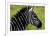 Zebra Up Close-Lantern Press-Framed Premium Giclee Print