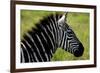 Zebra Up Close-Lantern Press-Framed Premium Giclee Print