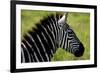 Zebra Up Close-Lantern Press-Framed Premium Giclee Print