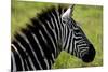 Zebra Up Close-Lantern Press-Mounted Premium Giclee Print