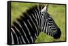 Zebra Up Close-Lantern Press-Framed Stretched Canvas