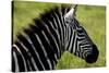 Zebra Up Close-Lantern Press-Stretched Canvas