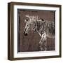 Zebra Walk Brown-OnRei-Framed Art Print