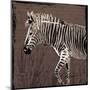 Zebra Walk Brown-OnRei-Mounted Art Print