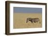 Zebra Walking in Grass Plains in Etosha-Tobie Oosthuizen-Framed Photographic Print