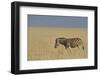 Zebra Walking in Grass Plains in Etosha-Tobie Oosthuizen-Framed Photographic Print