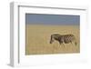 Zebra Walking in Grass Plains in Etosha-Tobie Oosthuizen-Framed Photographic Print