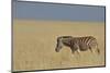 Zebra Walking in Grass Plains in Etosha-Tobie Oosthuizen-Mounted Photographic Print