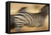 Zebra Walking in Tarangire National Park, Tanzania-Paul Joynson Hicks-Framed Stretched Canvas