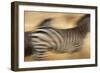 Zebra Walking in Tarangire National Park, Tanzania-Paul Joynson Hicks-Framed Photographic Print